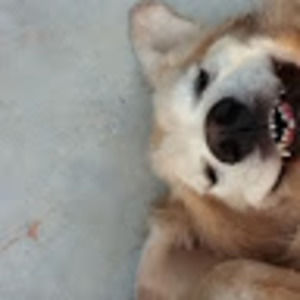 Meet your Posher, Robin